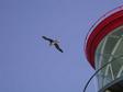 Kiluea_lighthouse__bird.jpg 