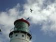 kiluea_Lighthouse_birds.jpg 