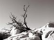 DSCN1035.jpg 